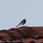 White Wagtail; Lavandera Blanca