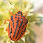 Red Half-spotted Stink Bug