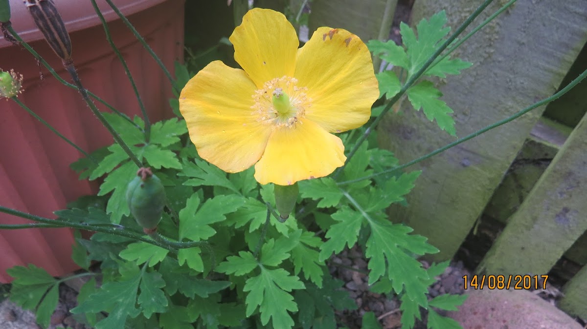 Welsh Poppy