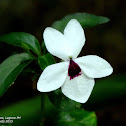 Bicolor False Eranthemum