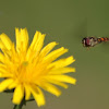 Marmalade hoverfly