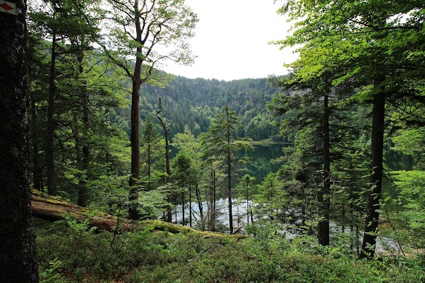 15 días por la Selva Negra y la Alsacia Francesa - Blogs de Alemania - Todtnau, lago Feldsee y lago Titisee - DOMINGO 9 DE JULIO, (28)