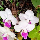 Mini Orquídea