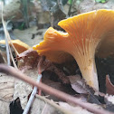 Chanterelle