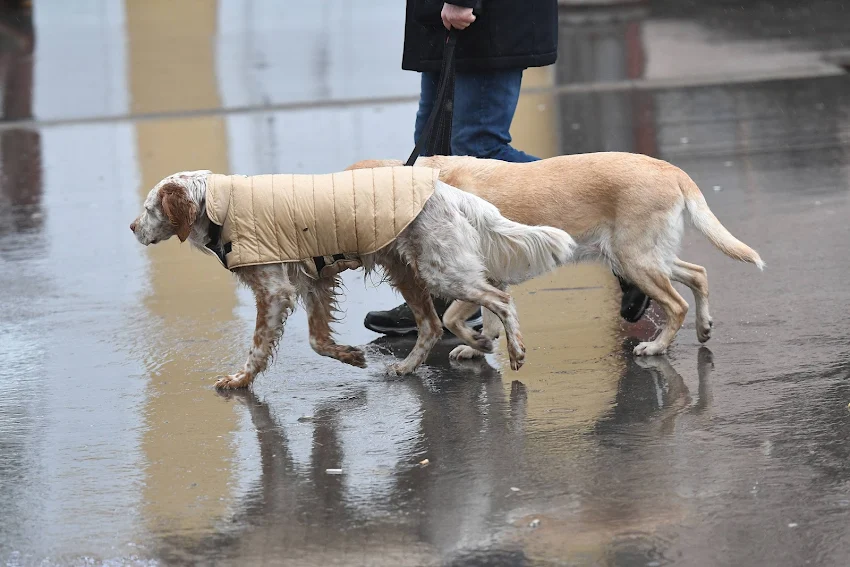 Prokuplje planira izgradnju azila za pse lutalice 