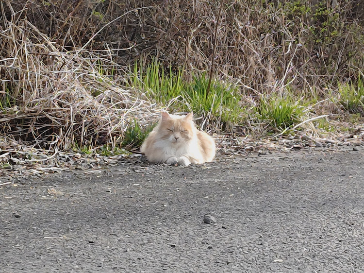 の投稿画像5枚目