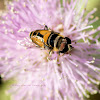 Hoverfly