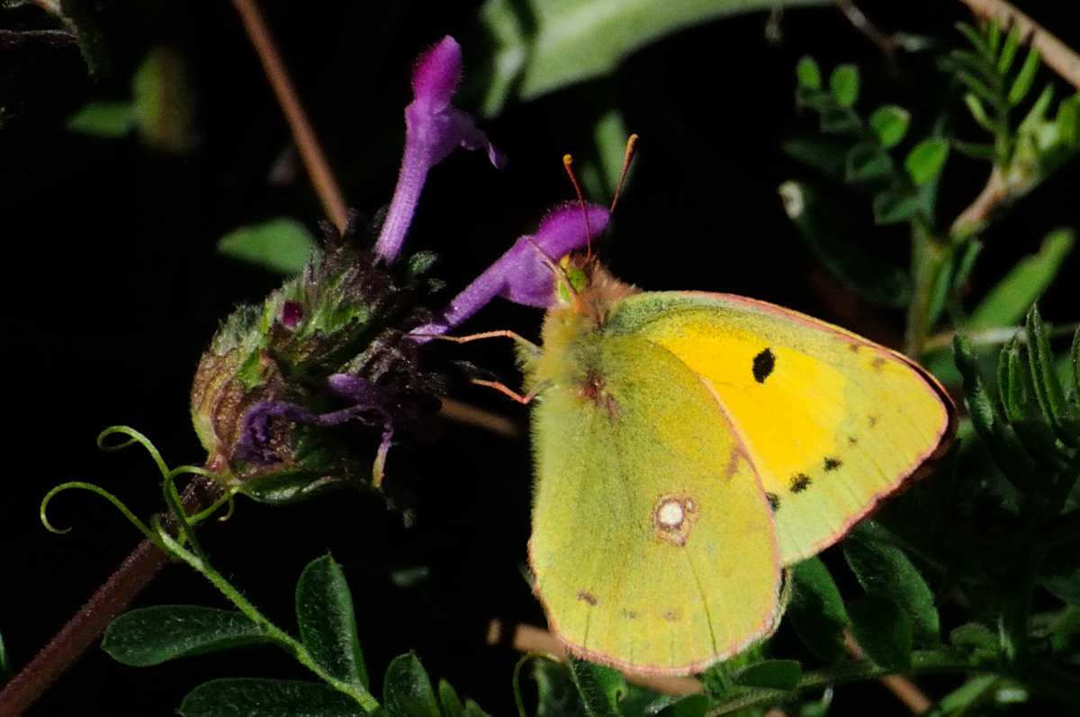 Clouded Yellow; Amarilla