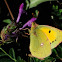 Clouded Yellow; Amarilla