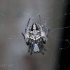 Orb-web spider