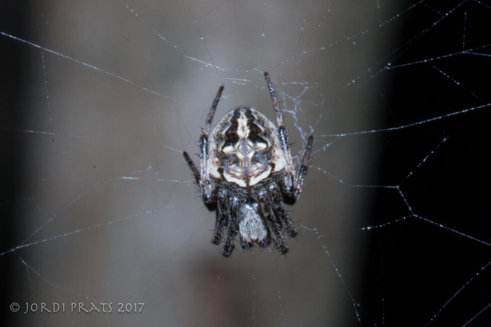 Orb-web spider