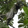 Brown-throated Three-toed Sloth