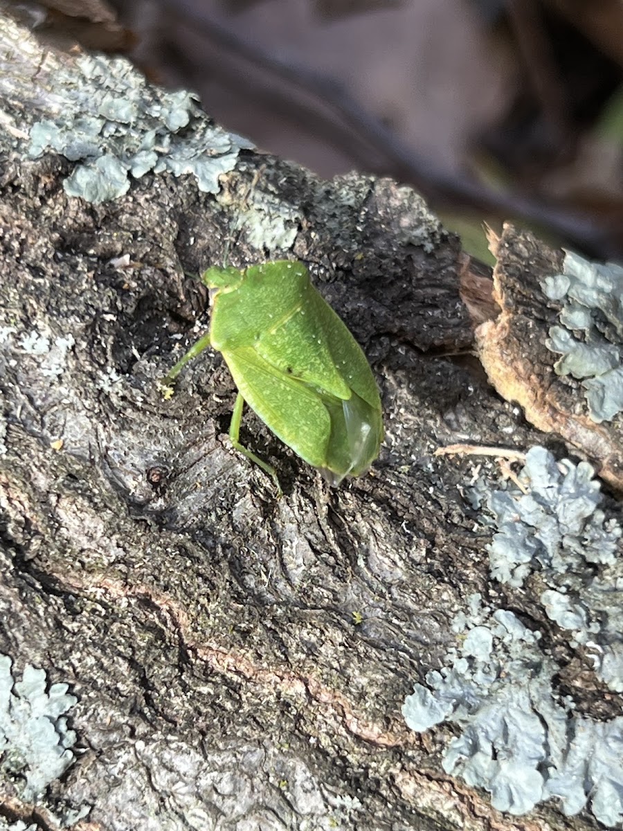 Southern green stink bug