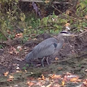 Great blue heron