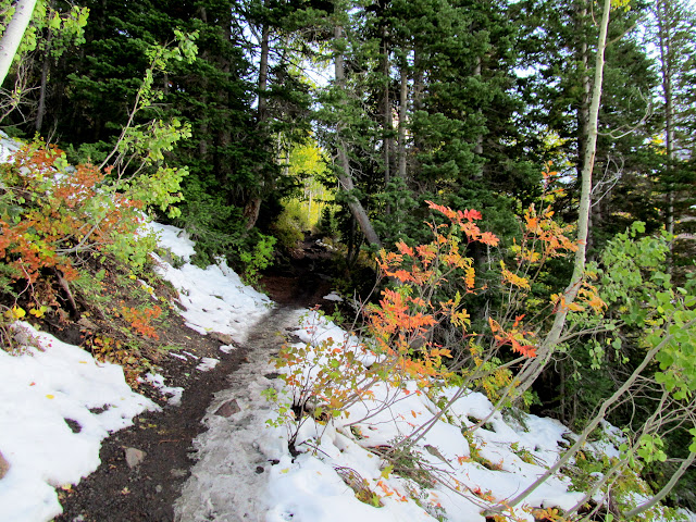 White and orange along the trail