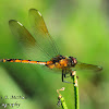 Four-spotted Skimmer Dragonfly (female)