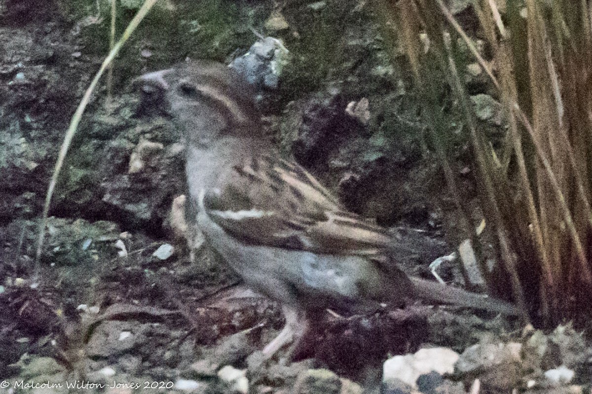 House Sparrow