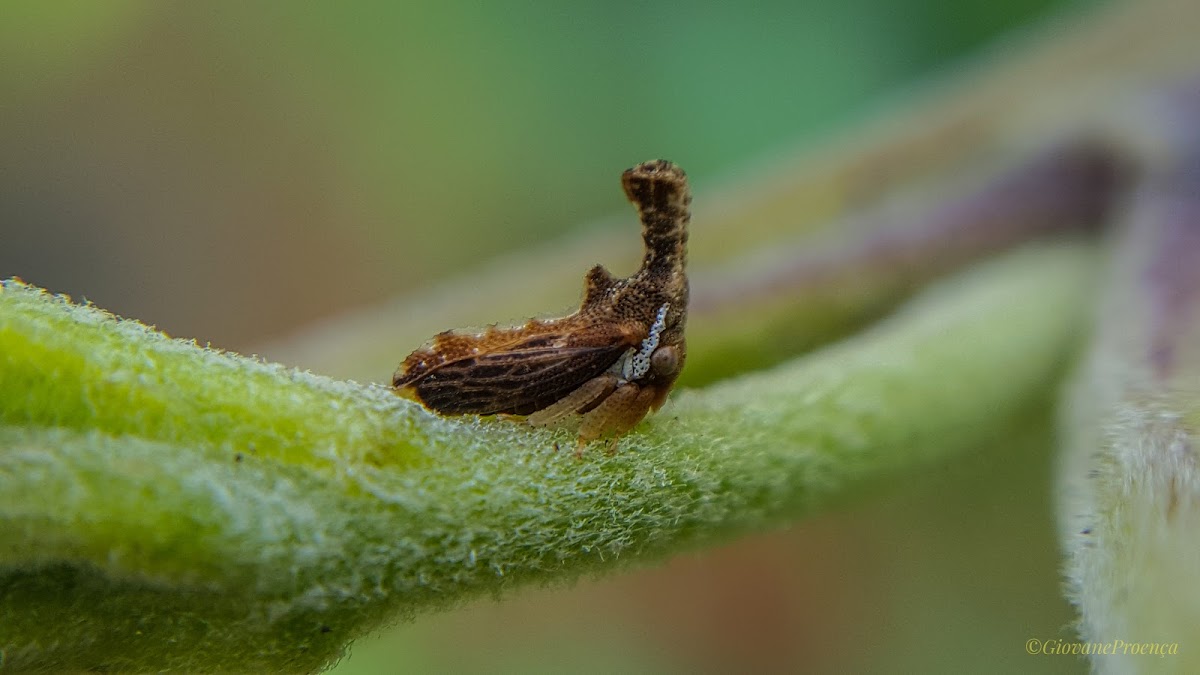 Membracidae: Hypsoprora adusta.