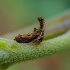 Membracidae: Hypsoprora adusta.