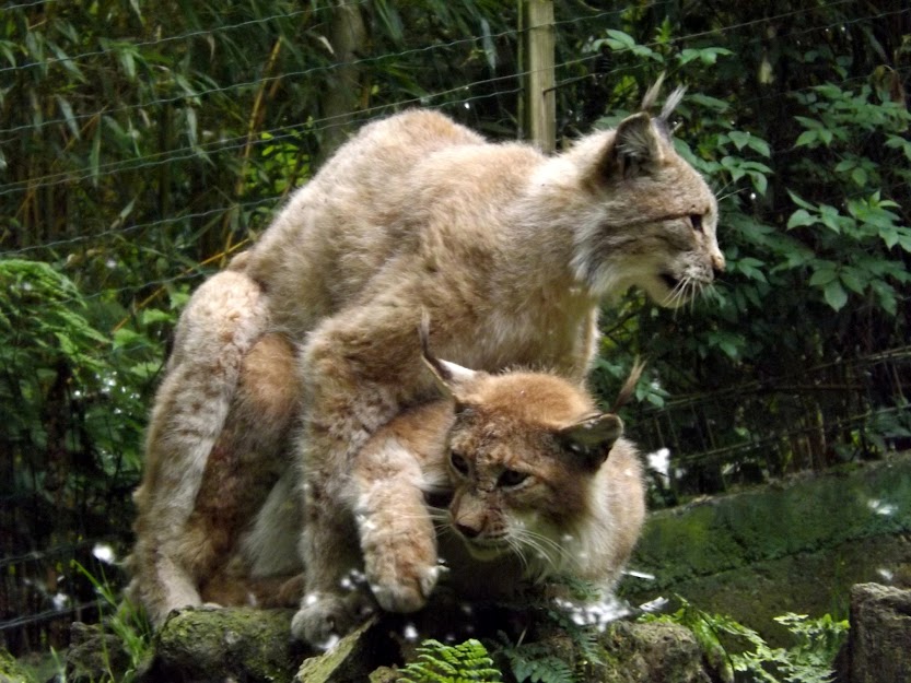 Accouplement entre 2 lynx boréaux...mâles ! Jurques - Tous droits réservés