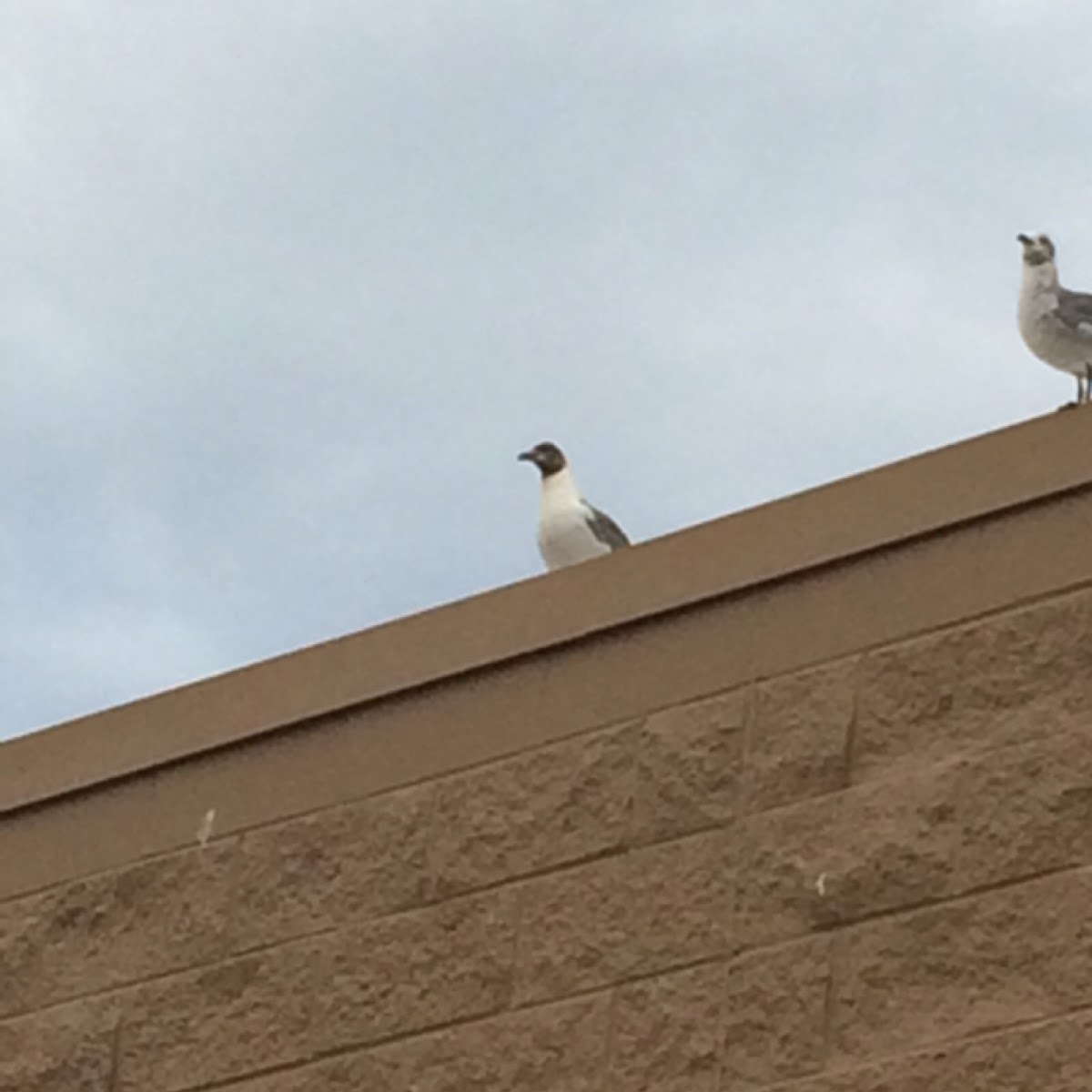 Black headed gull