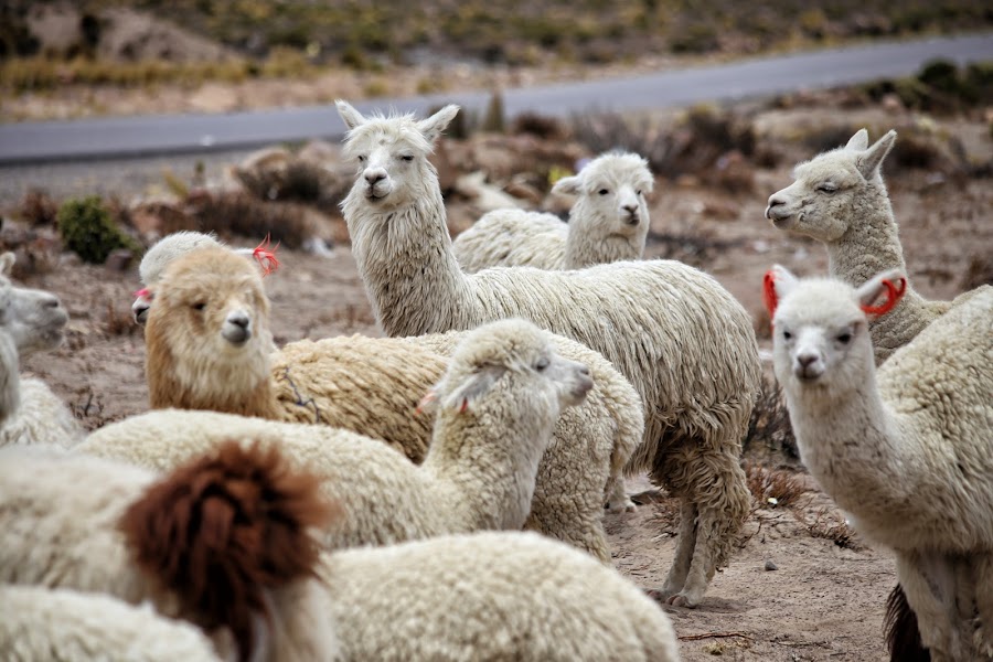 Kanion Colca, lama