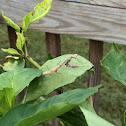 Chinese mantis