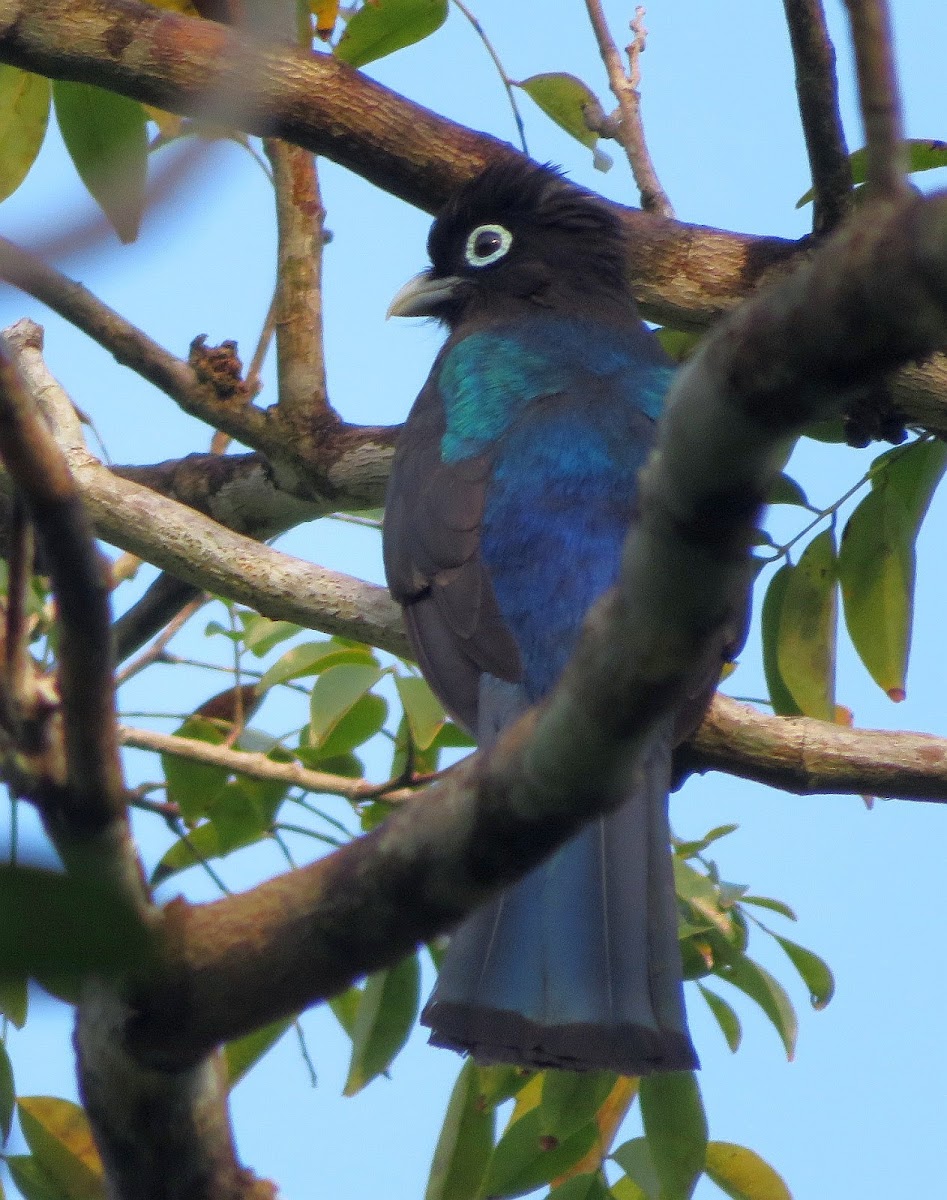 Black-headed Trogon