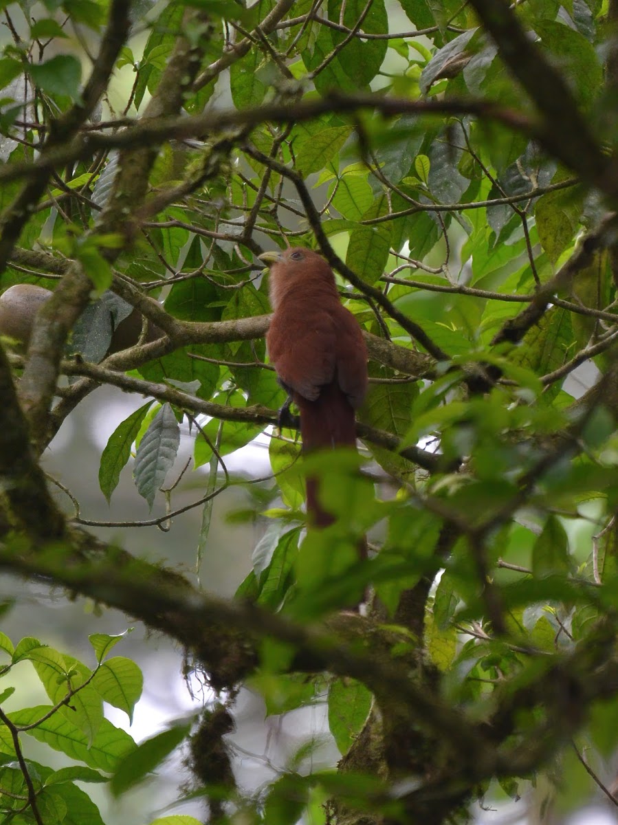 Squirrel Cuckoo