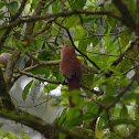 Squirrel Cuckoo