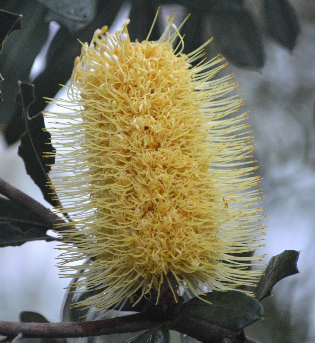 Coast Banksia