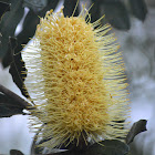 Coast Banksia