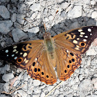 Hackberry Emperor