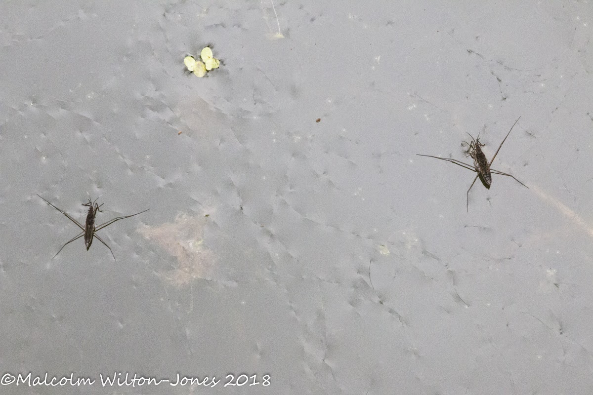 Pond Skater