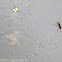 Pond Skater