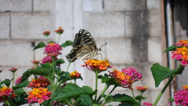 Farfalla di valie