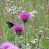 Pipevine Swallowtail