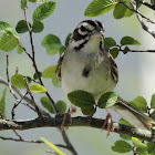 Lark Sparrow