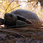 Gopher Tortoise