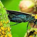 Yellow-collared Scape Moth