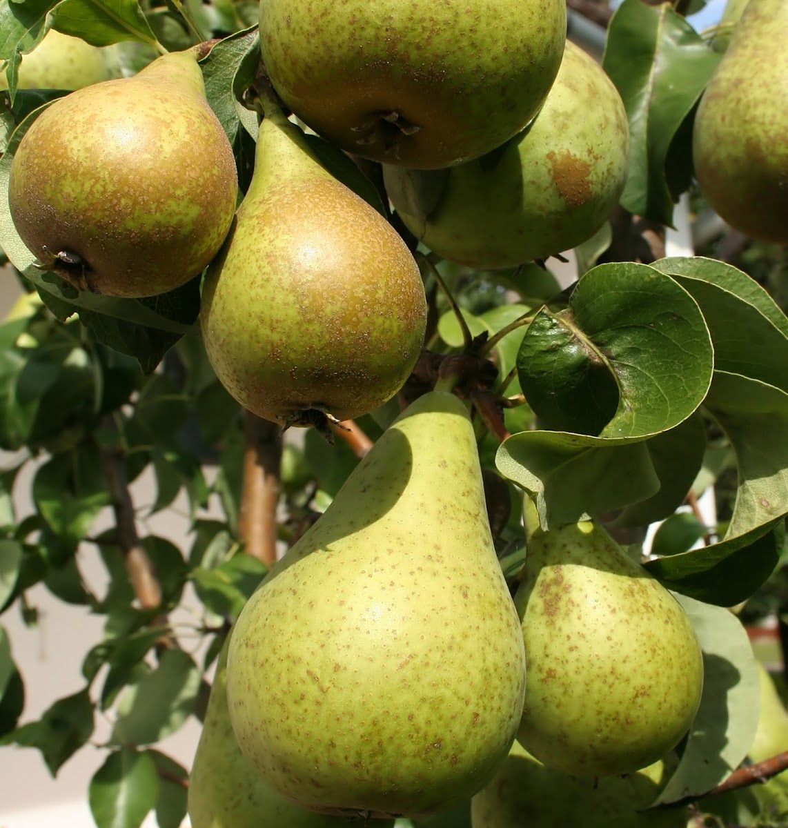 Anjou Pear