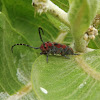 Milkweed Borer