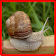 Snail Game Mémoire icon