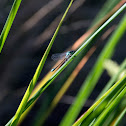 Blue-tailed damselfly