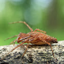 Lynx Spiders