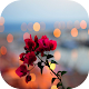 Download Flowers Roses Animated Images GIF For PC Windows and Mac 1.0