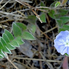 Tropical Speedwell