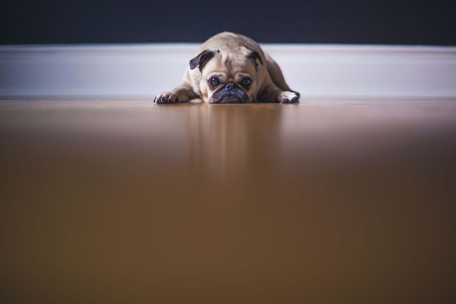 Why Do Dogs Follow You To The Bathroom?