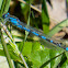 Bluet