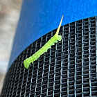 Virginia Creeper Sphinx